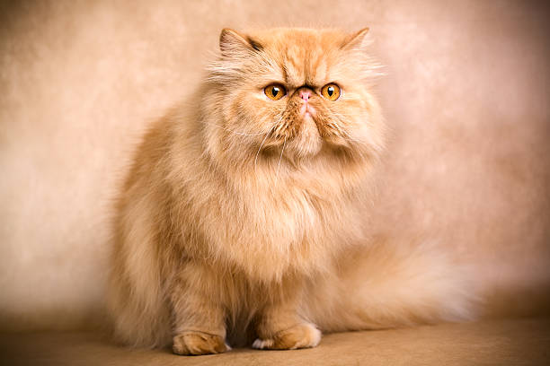 istock Persian cat against a beige wall 92281756