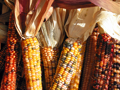 Colorful indian corn at Thanksgiving time
