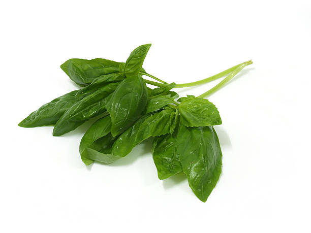 Fresh Basil stock photo