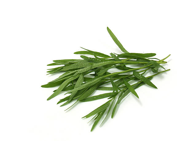 Fresh Tarragon stock photo