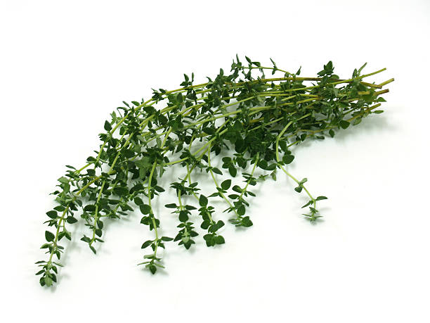 Fresh Thyme stock photo