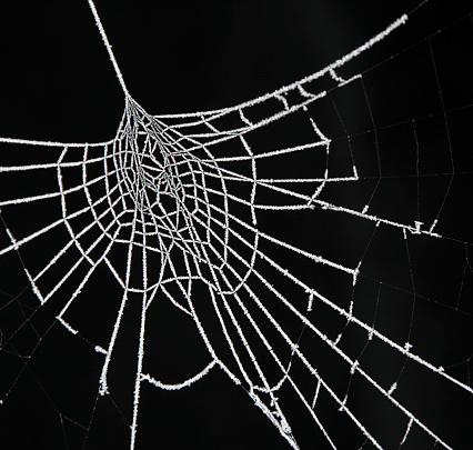 Spiderweb in winter evening, frosty, glistering and tensed, art, evening light