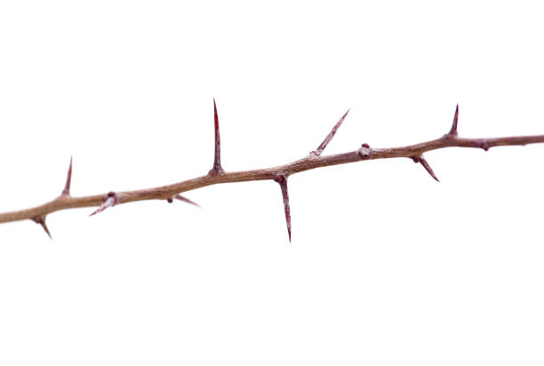 istock prickly plant outdoors in winter 922821892