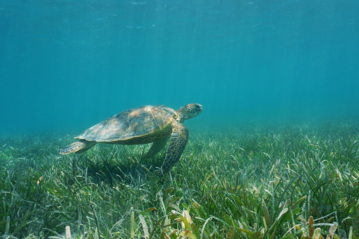 Underwater green sea turtle swims over grassy seabed, south Pacific ocean, lagoon of Grand Terre island in New Caledonia