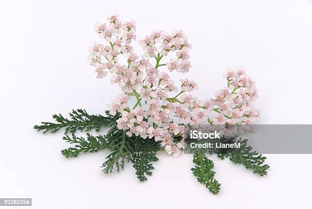 Milefólio - Fotografias de stock e mais imagens de Branco - Branco, Cabeça de Flor, Cor verde