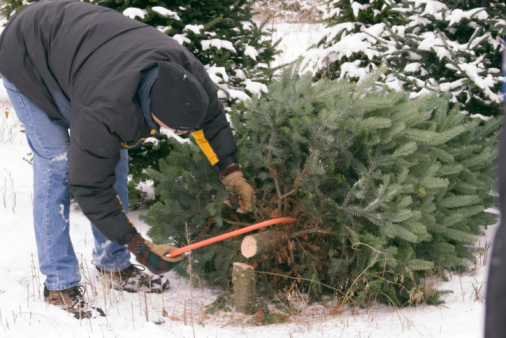 Cutting down the Christmas tree