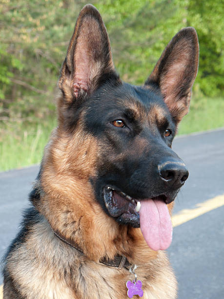 istock Head shot of young German Shepherd 92282538