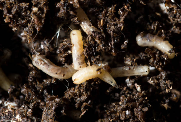 istock white fly larvae in the soil. macro 922825798