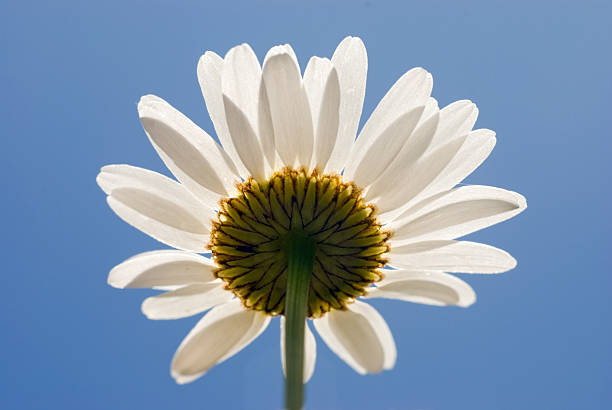 Daisy in Sun stock photo