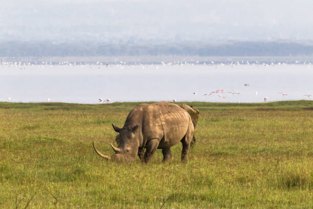 istock Nakuru beach. White rhino, Kenya 922826044