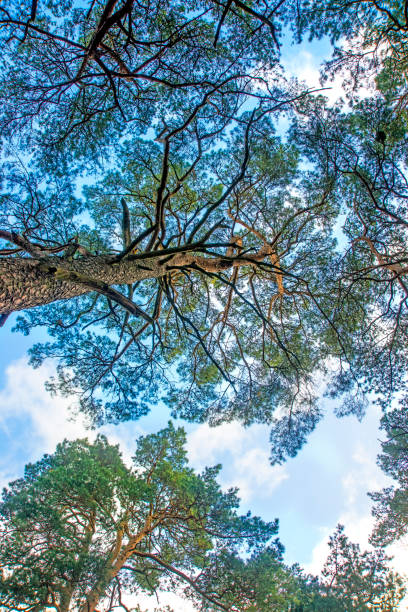 The Scots pine view to the head