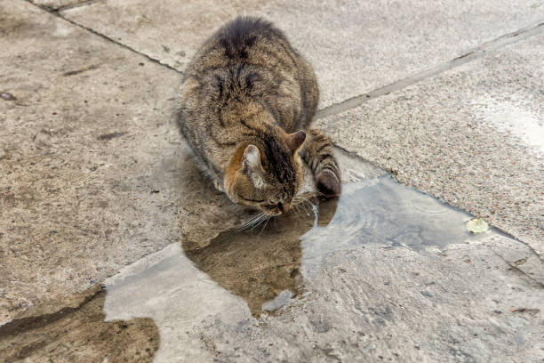istock homeless cat drinking water from a puddle outdoors in cloudy weather 922826174