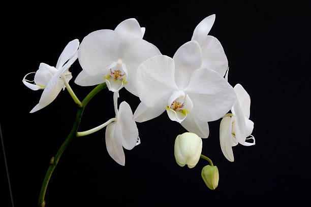 istock White Phalenopsis orchids against black background 92282674