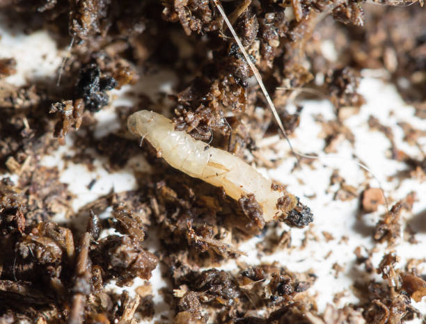istock white fly larvae in the soil. macro 922826912