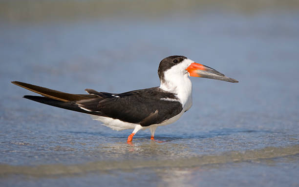 istock Black Skimmer wading in the surf. 92283113