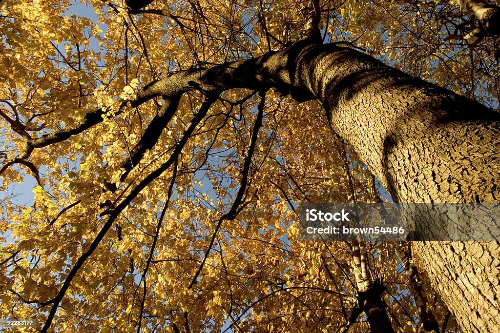 가을맞이 백색과, 코르크 느릅 그로브 12 - 로열티 프리 금색 스톡 사진