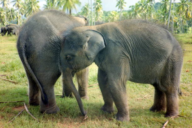 istock The nineties. Two young elphants . Rambukkana, Sri Lanka. 922834852