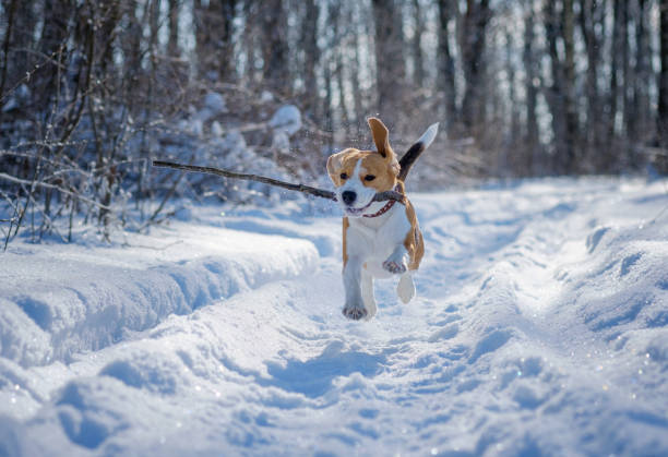 istock Beagle running around and playing with the winter forest 922834960