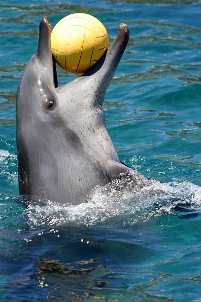 istock Dolphin with ball in mouth 92283560