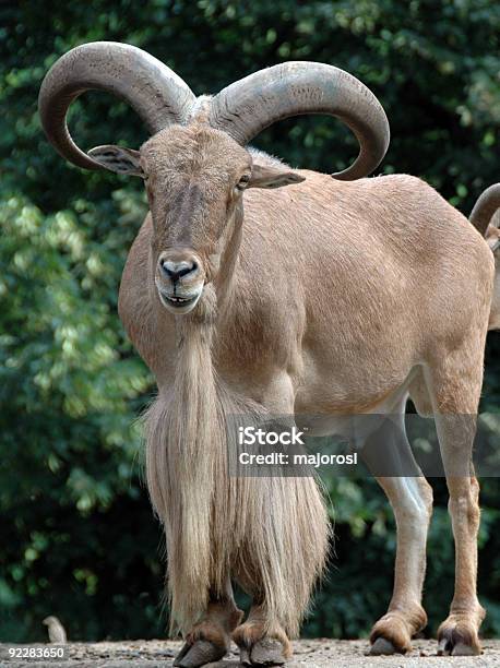 Cabra Da Montanha - Fotografias de stock e mais imagens de Animal - Animal, Animal de Safari, Animal macho