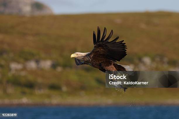 Whitetailed Eagle Stockfoto und mehr Bilder von Norwegen - Norwegen, See Lough Erne, Seeadler - Art