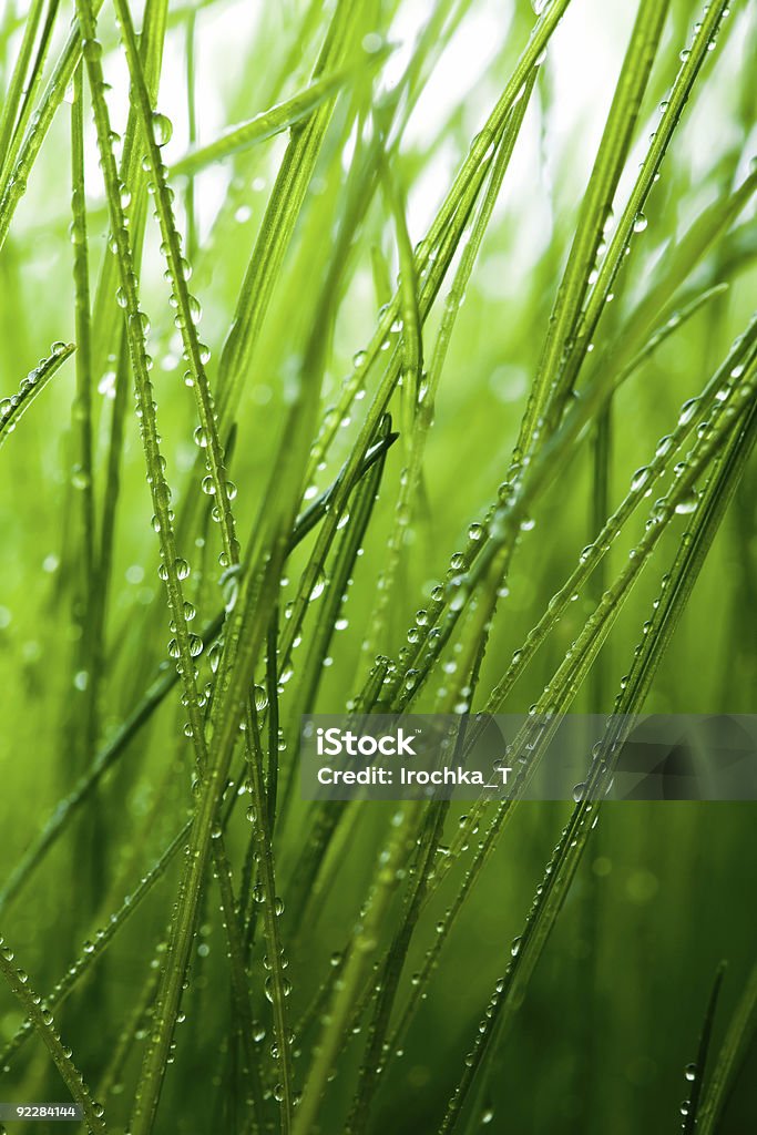 Herbe - Photo de Brin d'herbe libre de droits