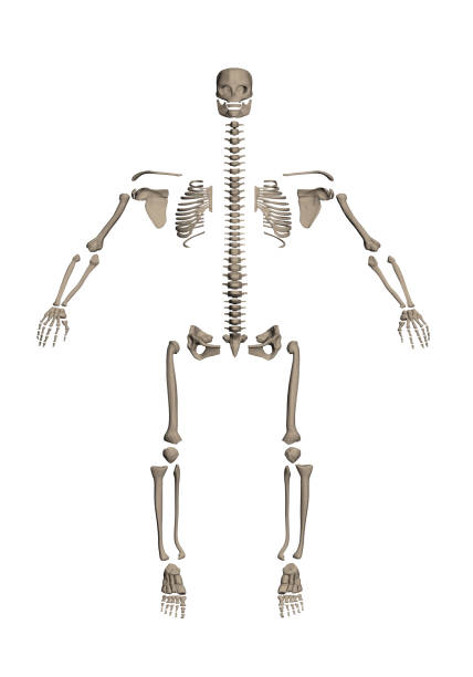 ilustrações de stock, clip art, desenhos animados e ícones de skeleton dismantled on bone - human bone the human body healthcare and medicine human skeleton