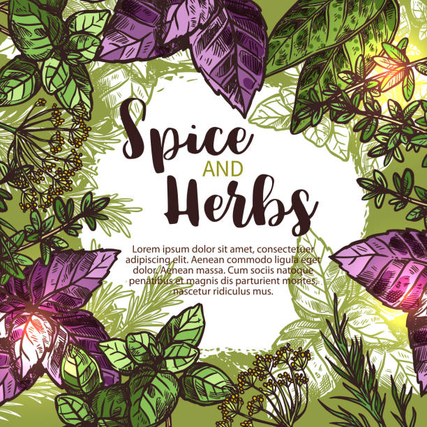 plakat z przyprawami i ziołami z ramką świeżej rośliny - mint herb vegetable freshness stock illustrations
