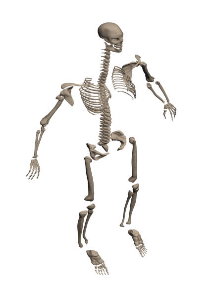 ilustrações de stock, clip art, desenhos animados e ícones de skeleton dismantled on bone - human bone the human body healthcare and medicine human skeleton