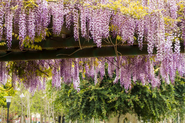istock Beautiful blooming purple wisteria. 922841938