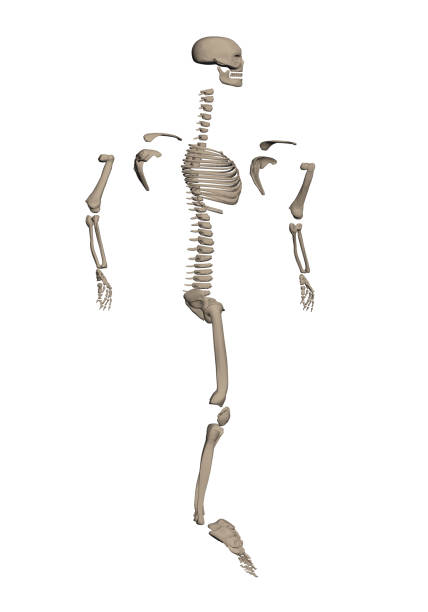 ilustrações de stock, clip art, desenhos animados e ícones de skeleton dismantled on bone - human bone the human body healthcare and medicine human skeleton