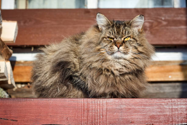 istock serious laying siberian cat look up at front on red bench 922842312