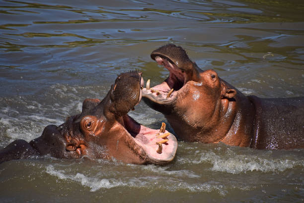 istock High Angle View Of Hippos Fighting In River 922842472