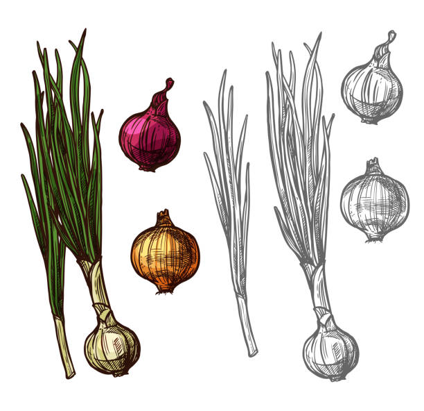 Onion or scallion vegetable with green leaf sketch Onion vegetable with green leaf sketch of spicy plant. Yellow, red and white bulb onion, fresh sprout of spring onion or scallion, leek or shallot icon for farm market and food packaging design scallion stock illustrations