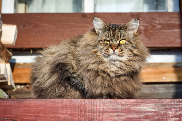 istock alerted siberian cat look up at front on bench 922842852