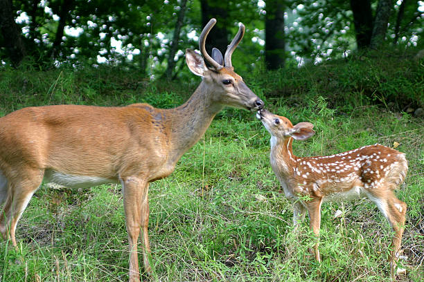 istock A mama doe and her fawn playing in the forest 92284453
