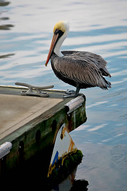 istock Pelican resting the edge of a dock 92284530
