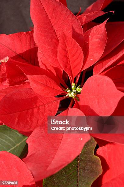 Christmas Decorations Stock Photo - Download Image Now - Christmas, Christmas Decoration, Color Image