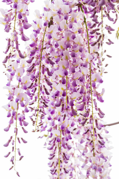 istock Beautiful blooming purple wisteria. 922846438