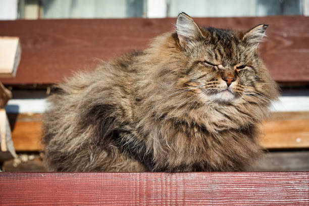 istock wink siberian cat with closed eyes 922847050