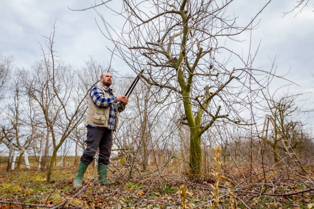 istock Gardener is cutting branches, pruning fruit trees with long shears in the orchard 922847094