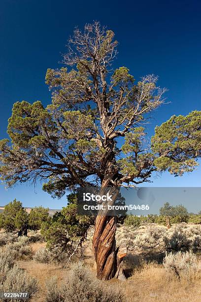 비틀어진 흔들지 않을 노간주나무에 대한 스톡 사진 및 기타 이미지 - 노간주나무, 오리건-미국 주, 0명