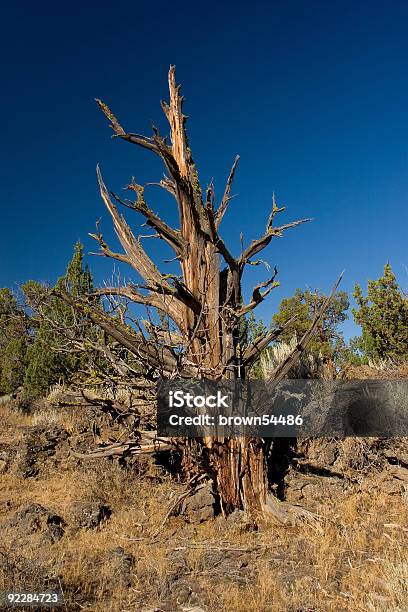 É Uma Cápsula De Validade - Fotografias de stock e mais imagens de Antigo - Antigo, Arcaico, Azul