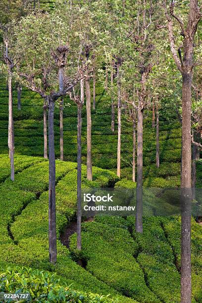 Foto de Plantação De Chá e mais fotos de stock de Chá - Colheita - Chá - Colheita, Plantação, Agricultura