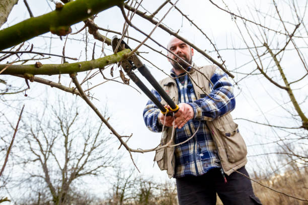 istock Gardener is cutting branches, pruning fruit trees with long shears in the orchard 922847376