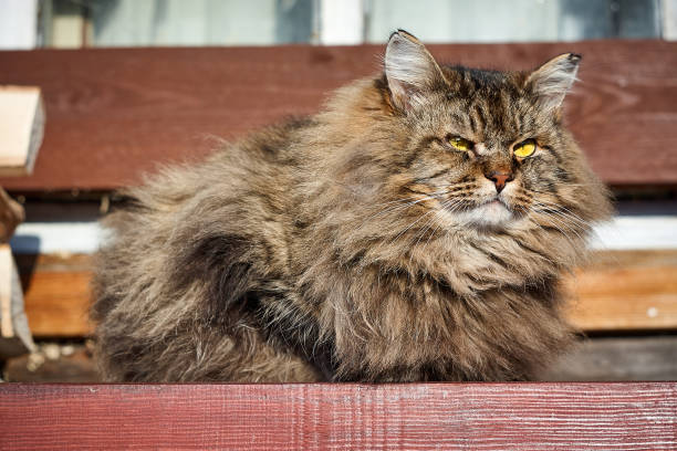 istock serious looking up lie siberian cat 922847486