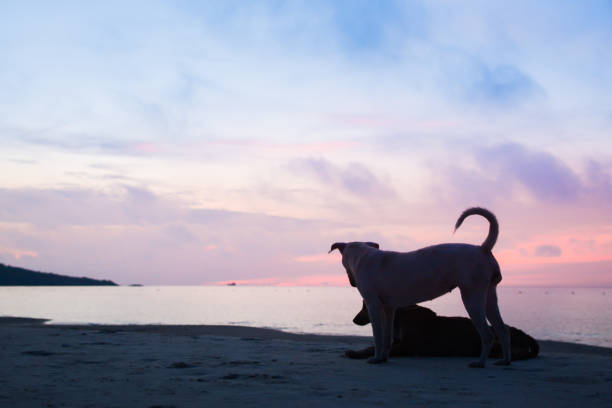 istock Dogs At Beach Against Sky During Sunset 922848140