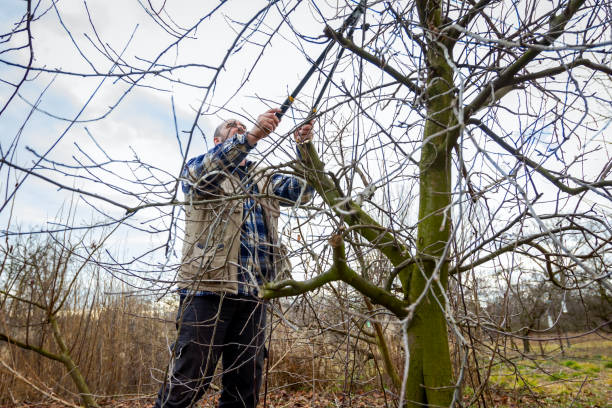 istock Gardener is cutting branches, pruning fruit trees with long shears in the orchard 922848168