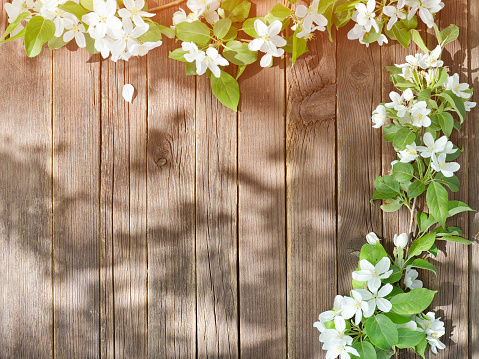 Brown wooden background. Flowers of apple on the edge of the frame. Place for text