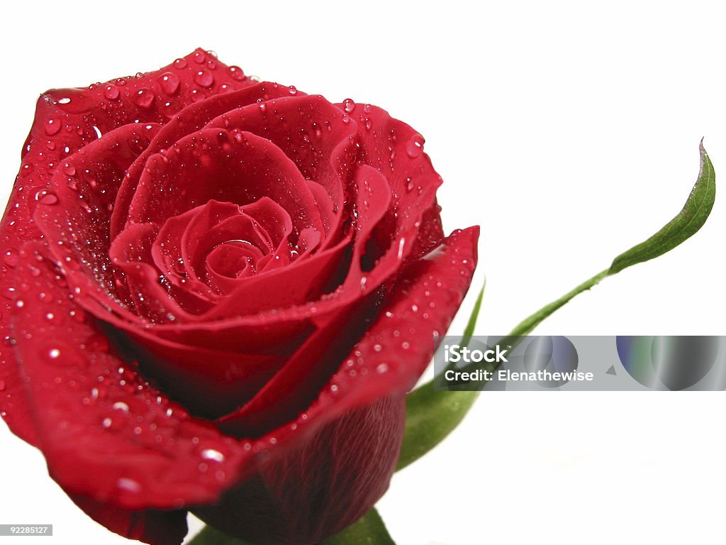 Rosa vermelha com gotas d'água - Foto de stock de Adulto royalty-free